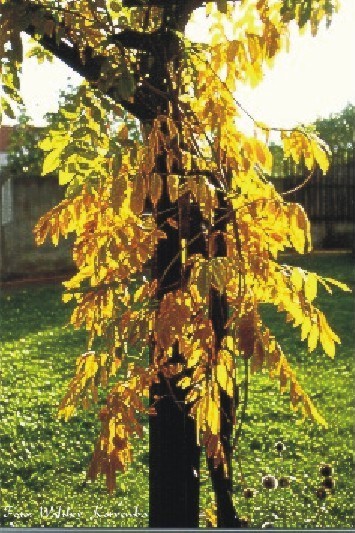 Blätterbaum